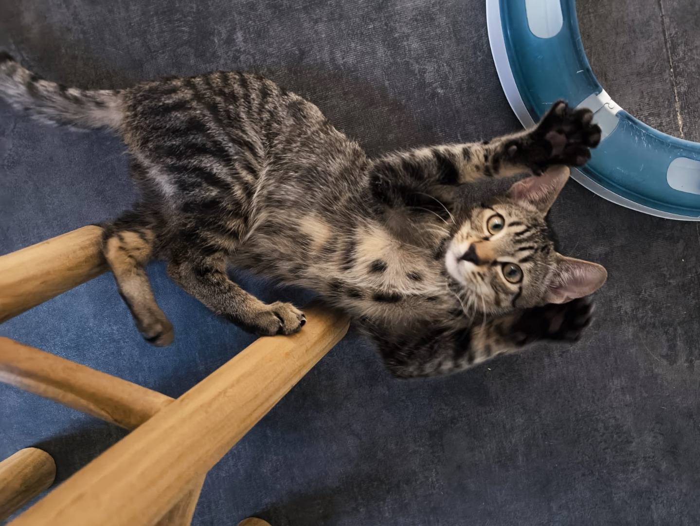 Adotta un gatto, taglia non valida, maschio, Bari