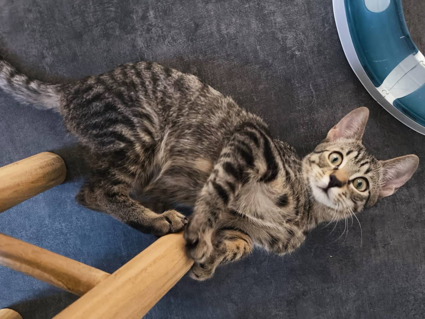 Vuoi adottare un gatto a Bari?