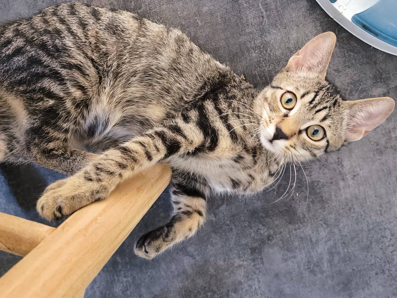 Adotta un gatto, maschio, 4 mesi, Bari