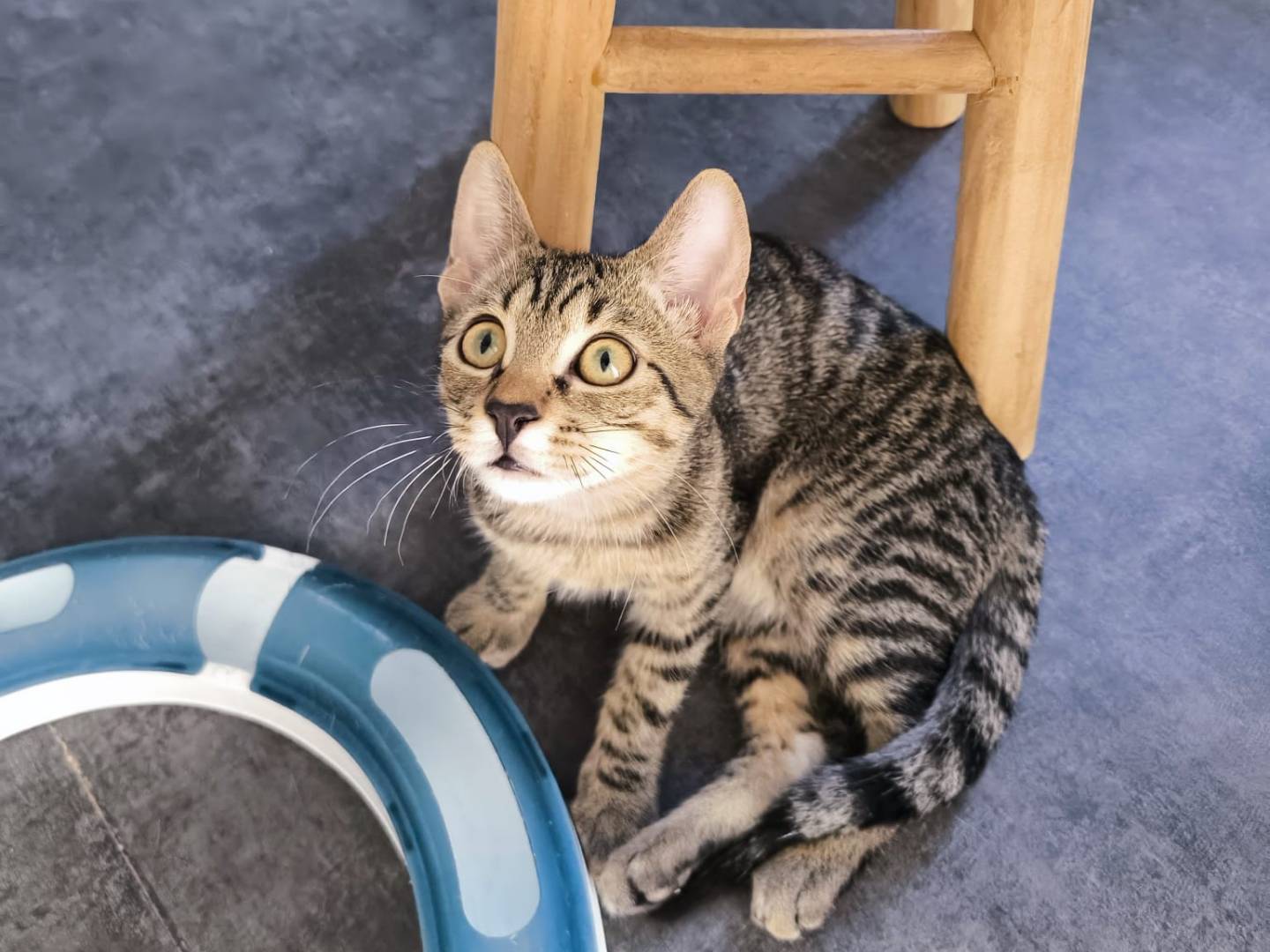 Adotta il gatto Lamù a Bari