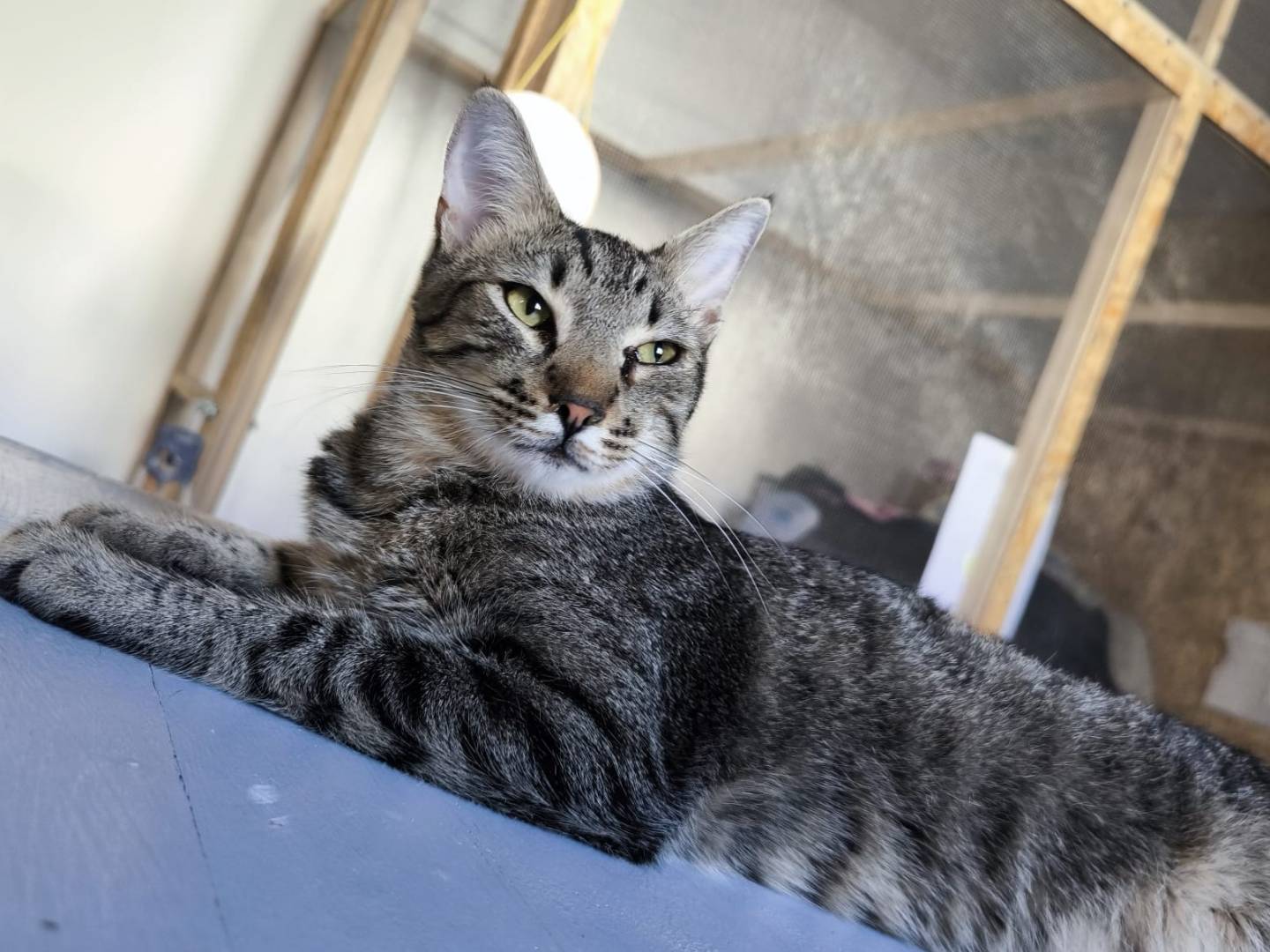 Adozione gatto, maschio, Razza sconosciuta Razza sconosciuta, 11 mesi, taglia non valida, Bari