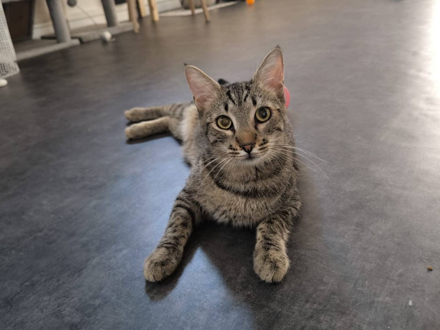 Adotta un gatto, maschio, 11 mesi, Bari