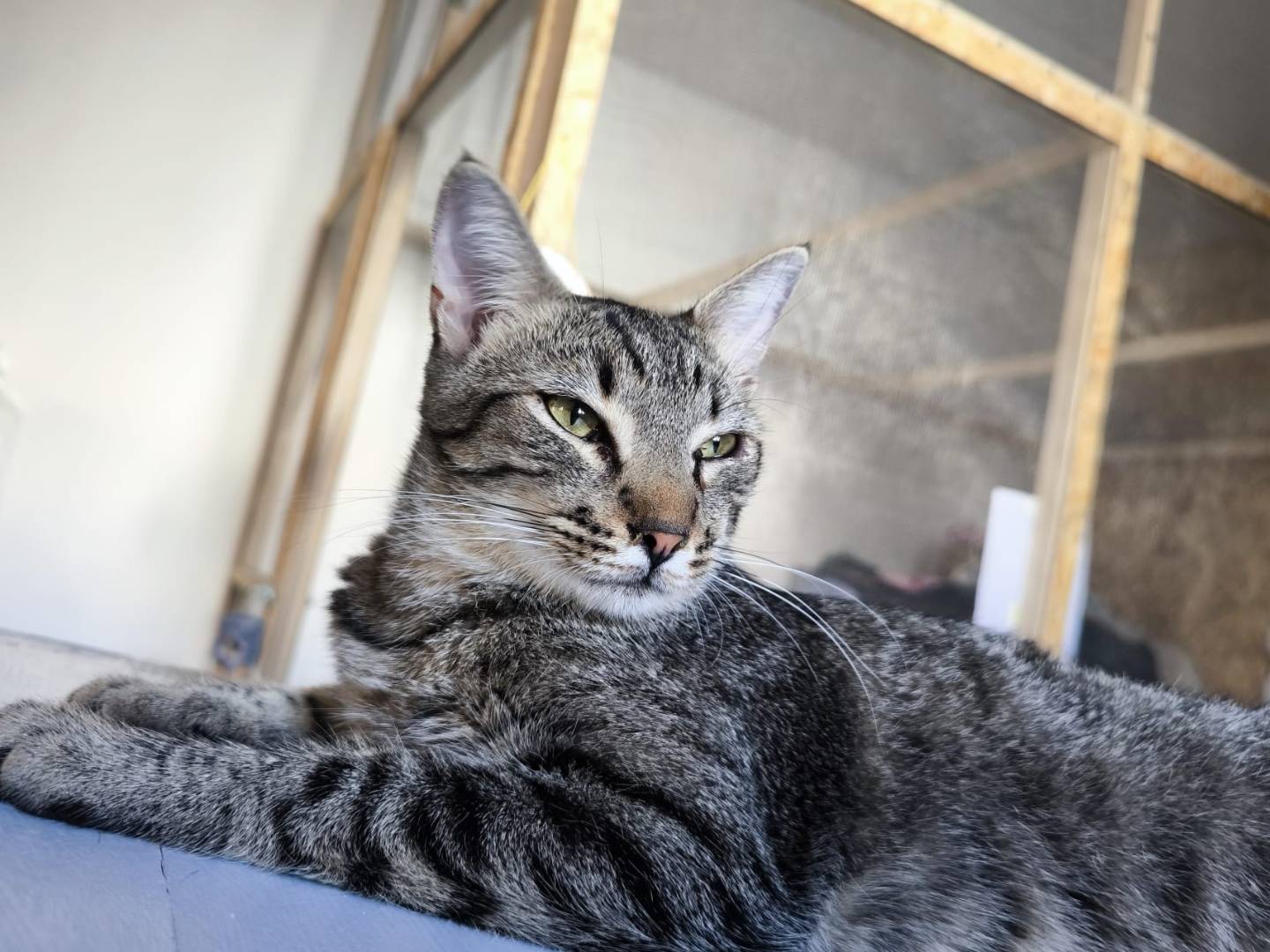 Adotta un gatto, taglia non valida, maschio, Bari