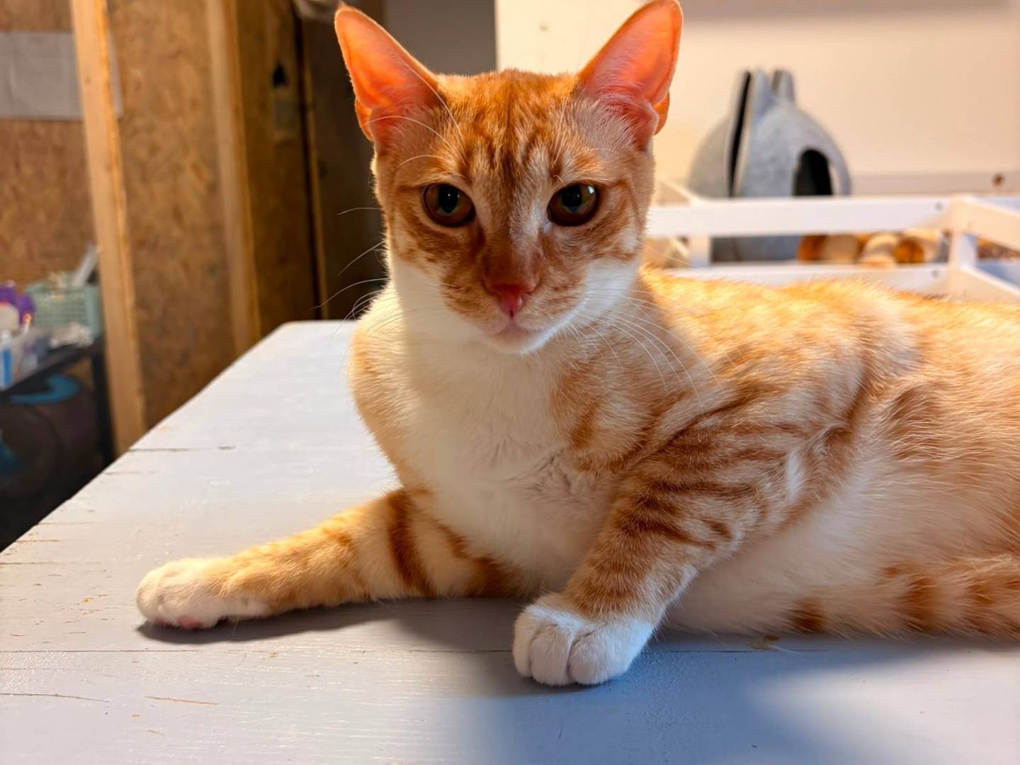 Adozione gatto, femmina, Razza sconosciuta Razza sconosciuta, 1 anno e 3 mesi, taglia non valida, Bari