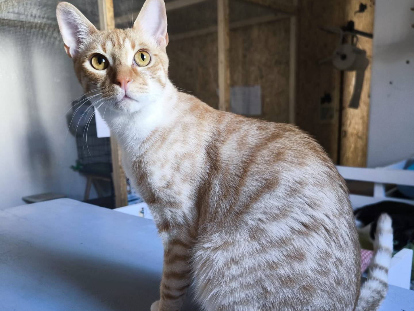 Adotta un gatto, femmina, 1 anno e 3 mesi, Bari