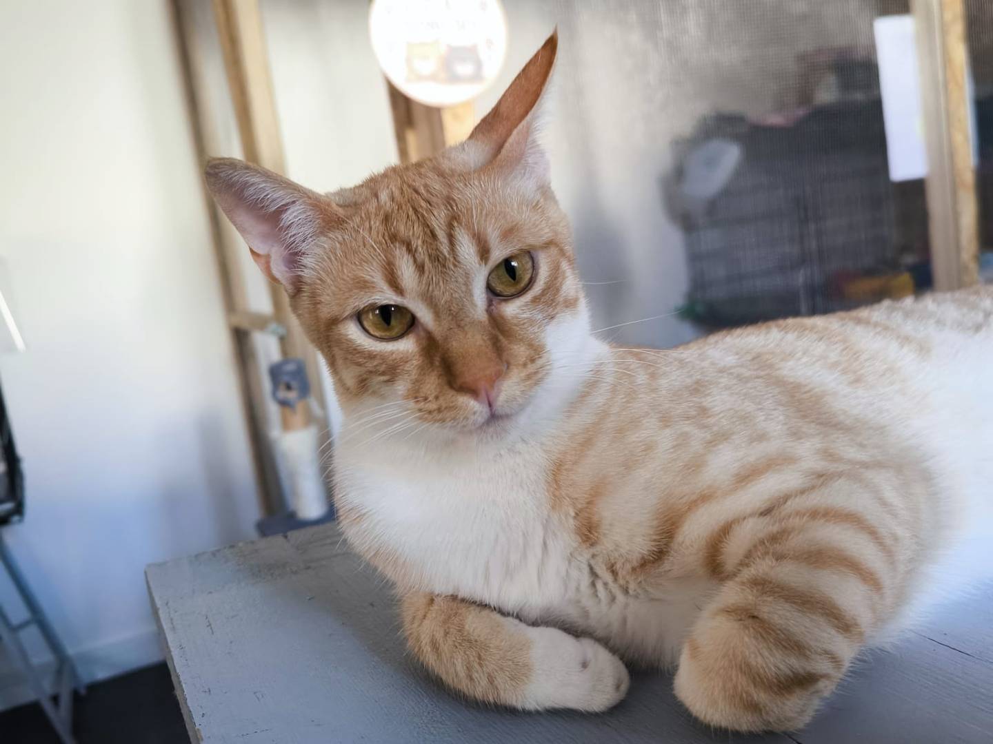 Vuoi adottare un gatto a Bari?