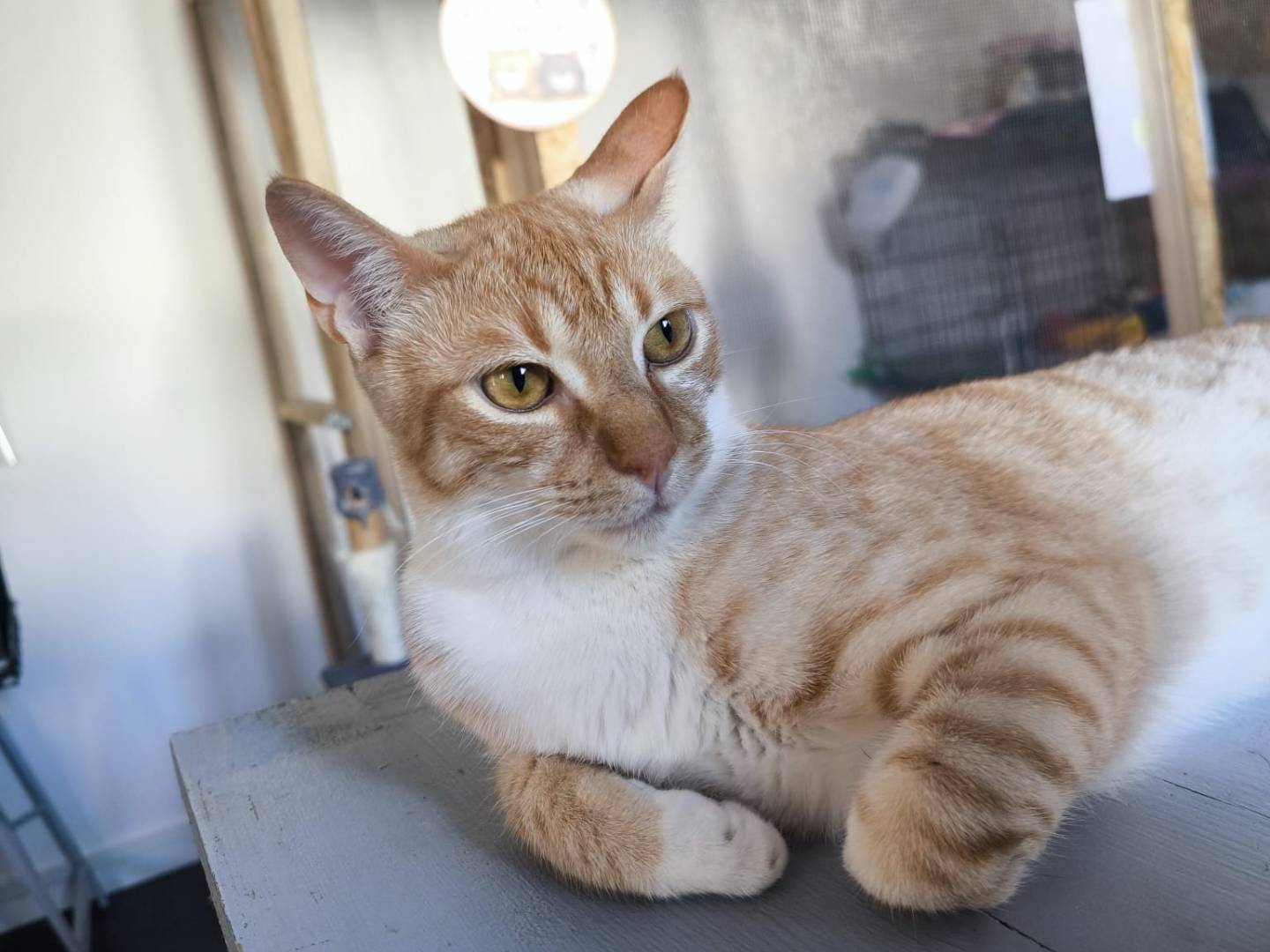 Adotta il gatto Taka a Bari