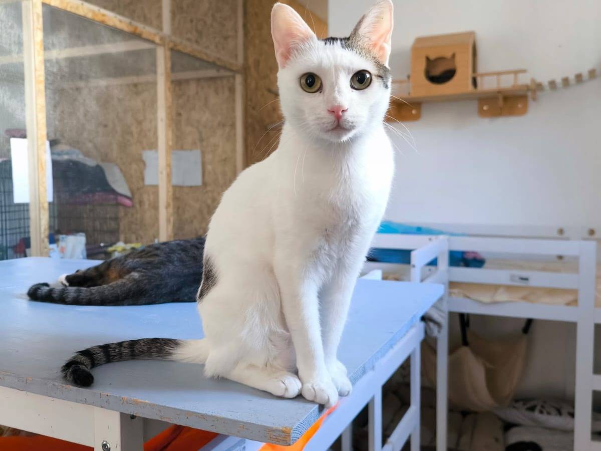 Adozione gatto, femmina, Razza sconosciuta Razza sconosciuta, 2 anni e 3 mesi, taglia non valida, Bari