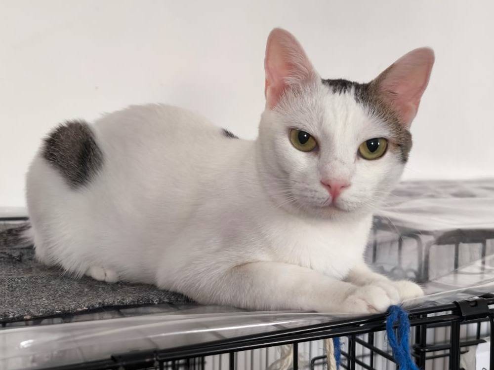 Adotta un gatto, taglia non valida, femmina, Bari