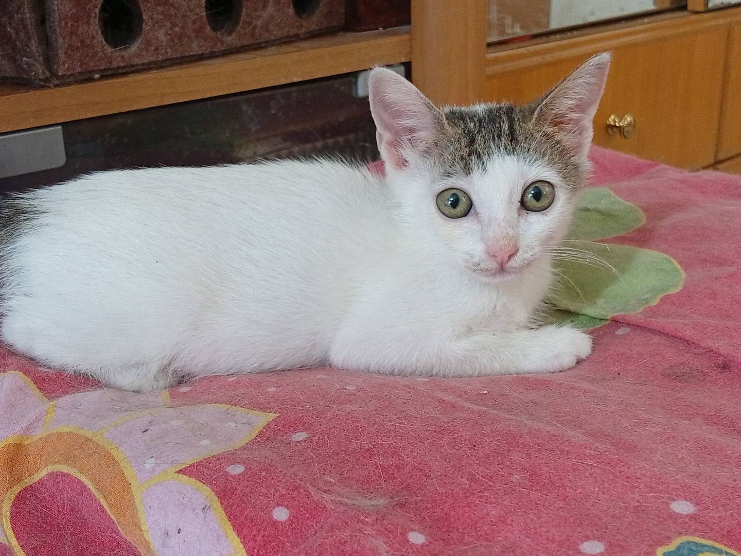 Adozione gatto, femmina, Razza sconosciuta Razza sconosciuta, 2 mesi, taglia non valida, Terni