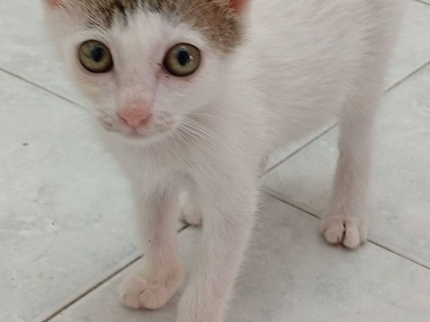 Adotta un gatto, taglia non valida, femmina, Terni