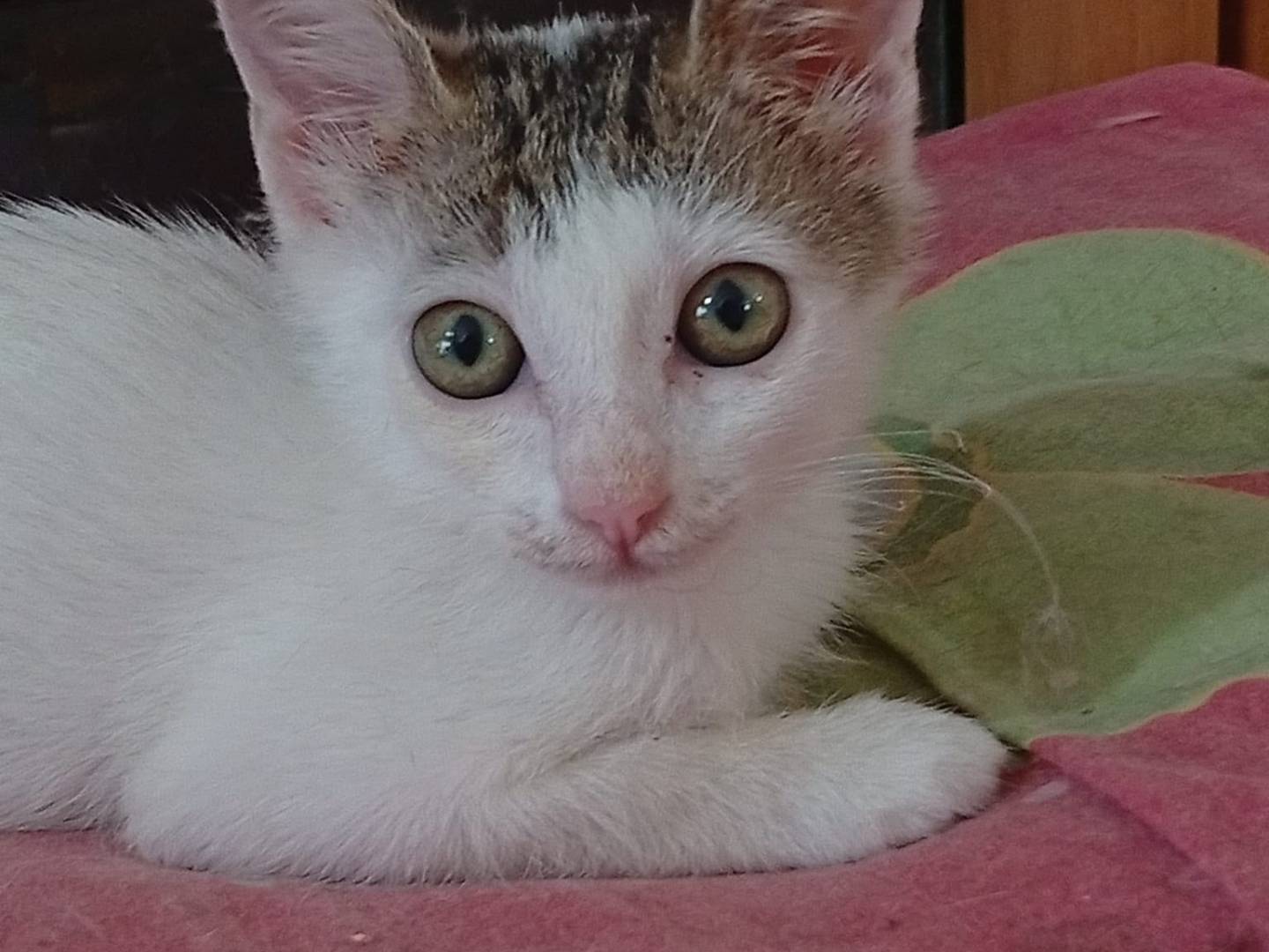 Adotta un gatto, femmina, 2 mesi, Terni