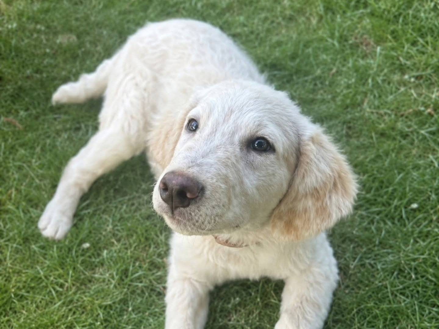 Adozione cane, maschio, Razza sconosciuta Razza sconosciuta, 5 mesi, taglia grande, Torino