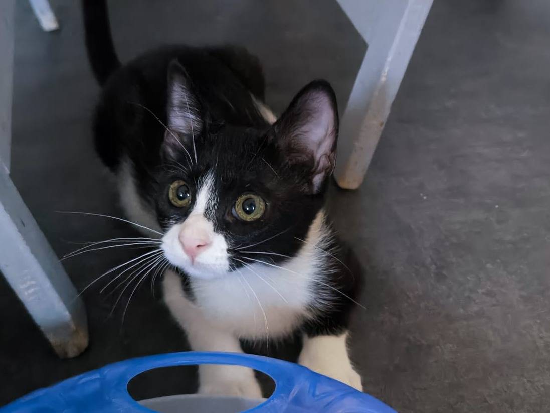Adotta un gatto, taglia non valida, femmina, Bari
