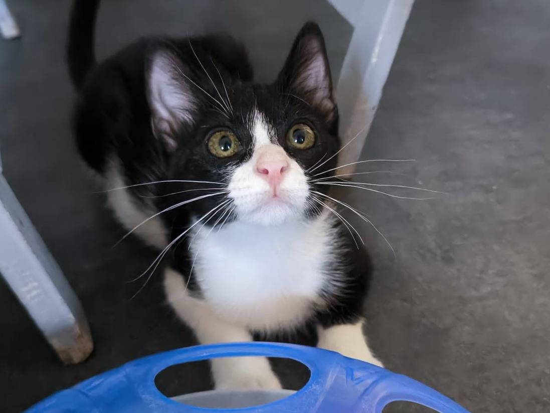 Adozione gatto, femmina, Razza sconosciuta Razza sconosciuta, 3 mesi, taglia non valida, Bari
