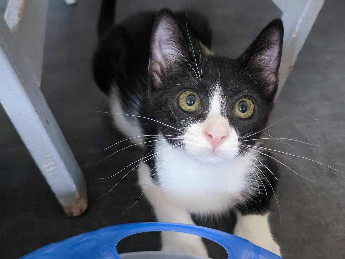 Adotta un gatto, femmina, 3 mesi, Bari