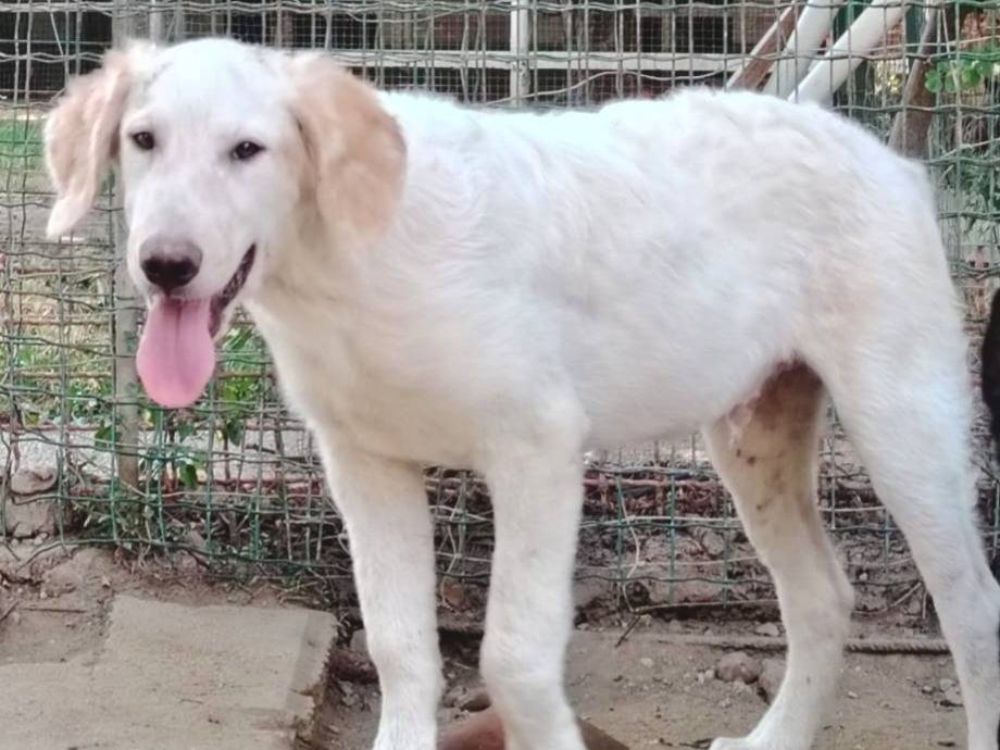 Adotta un cane, maschio, 5 mesi, Torino