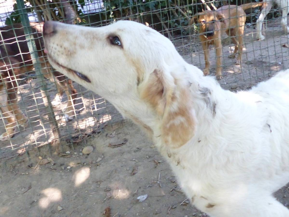 Vuoi adottare un cane a Torino?
