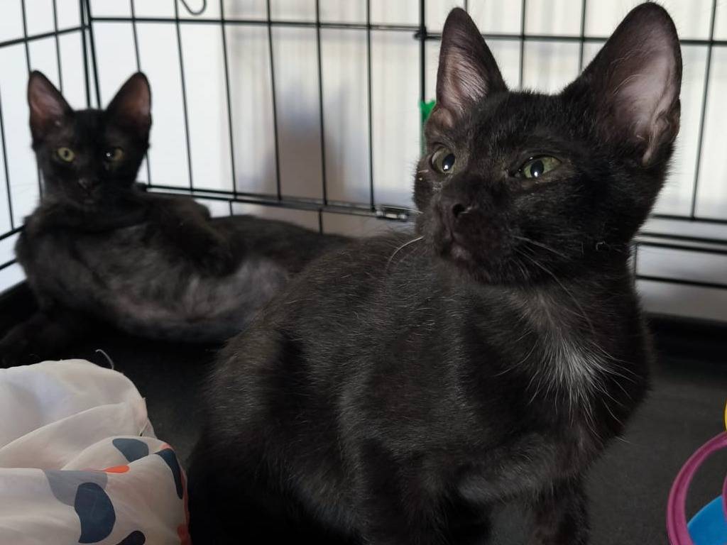 Adozione gatto, maschio, Razza sconosciuta Razza sconosciuta, 2 mesi, taglia non valida, Bari