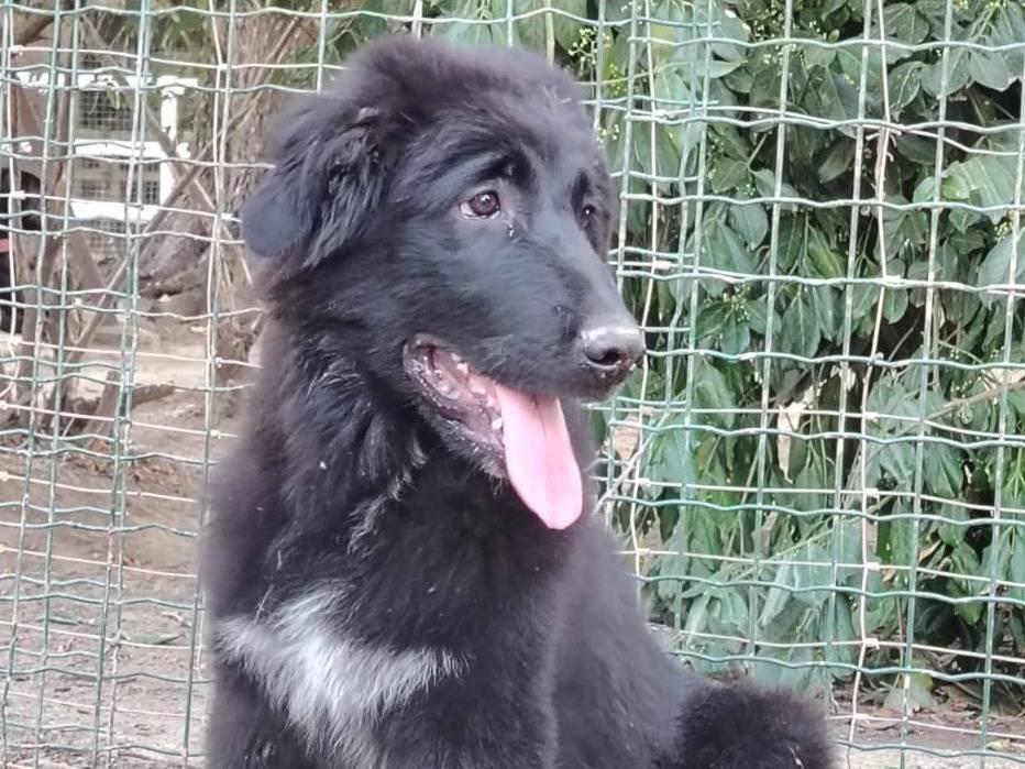 Adotta un cane, taglia grande, maschio, Torino