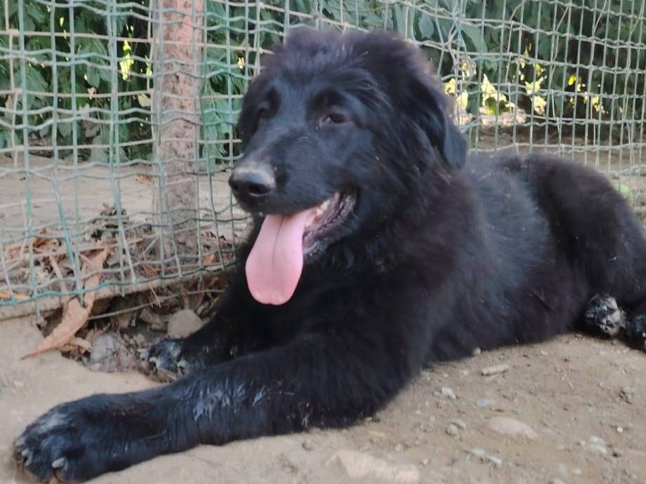 Adotta un cane, maschio, 4 mesi, Torino