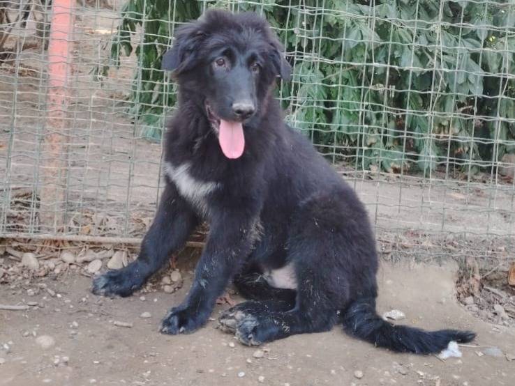 Vuoi adottare un cane a Torino?