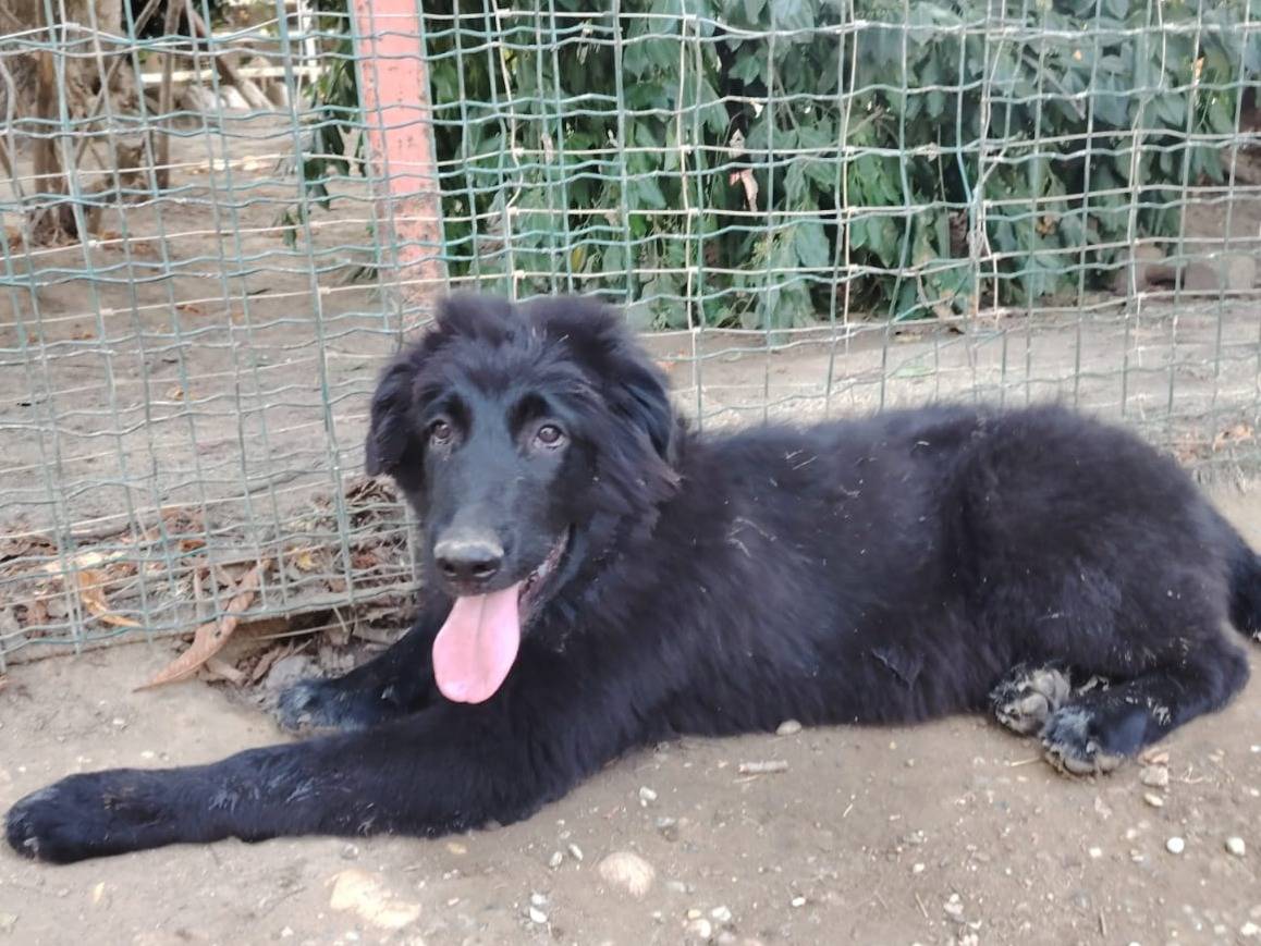 Adozione cane, maschio, Razza sconosciuta Razza sconosciuta, 4 mesi, taglia grande, Torino