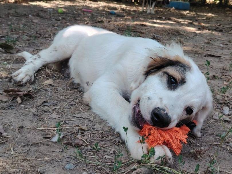 Adozione cane, maschio, Razza sconosciuta Razza sconosciuta, 4 mesi, taglia media, Torino
