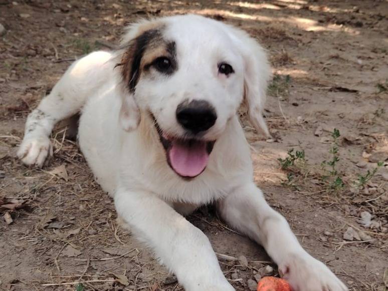 Adotta un cane, maschio, 4 mesi, Torino