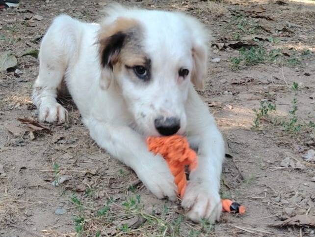 Adotta un cane, taglia media, maschio, Torino