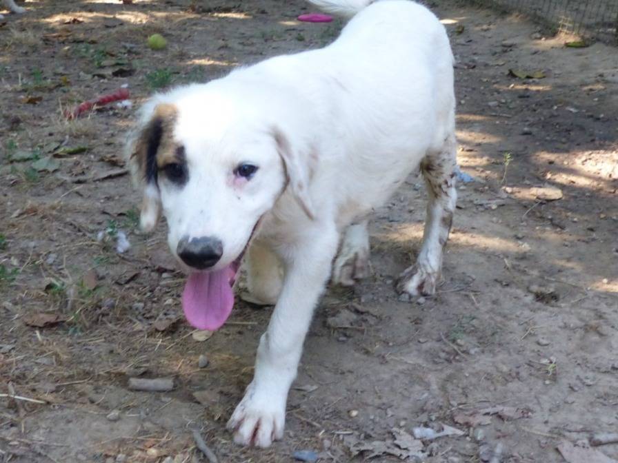 Vuoi adottare un cane a Torino?