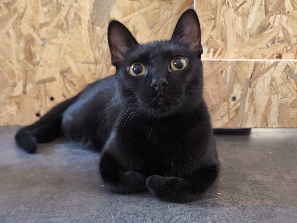 Adotta un gatto, femmina, 1 anno e 2 mesi, Bari