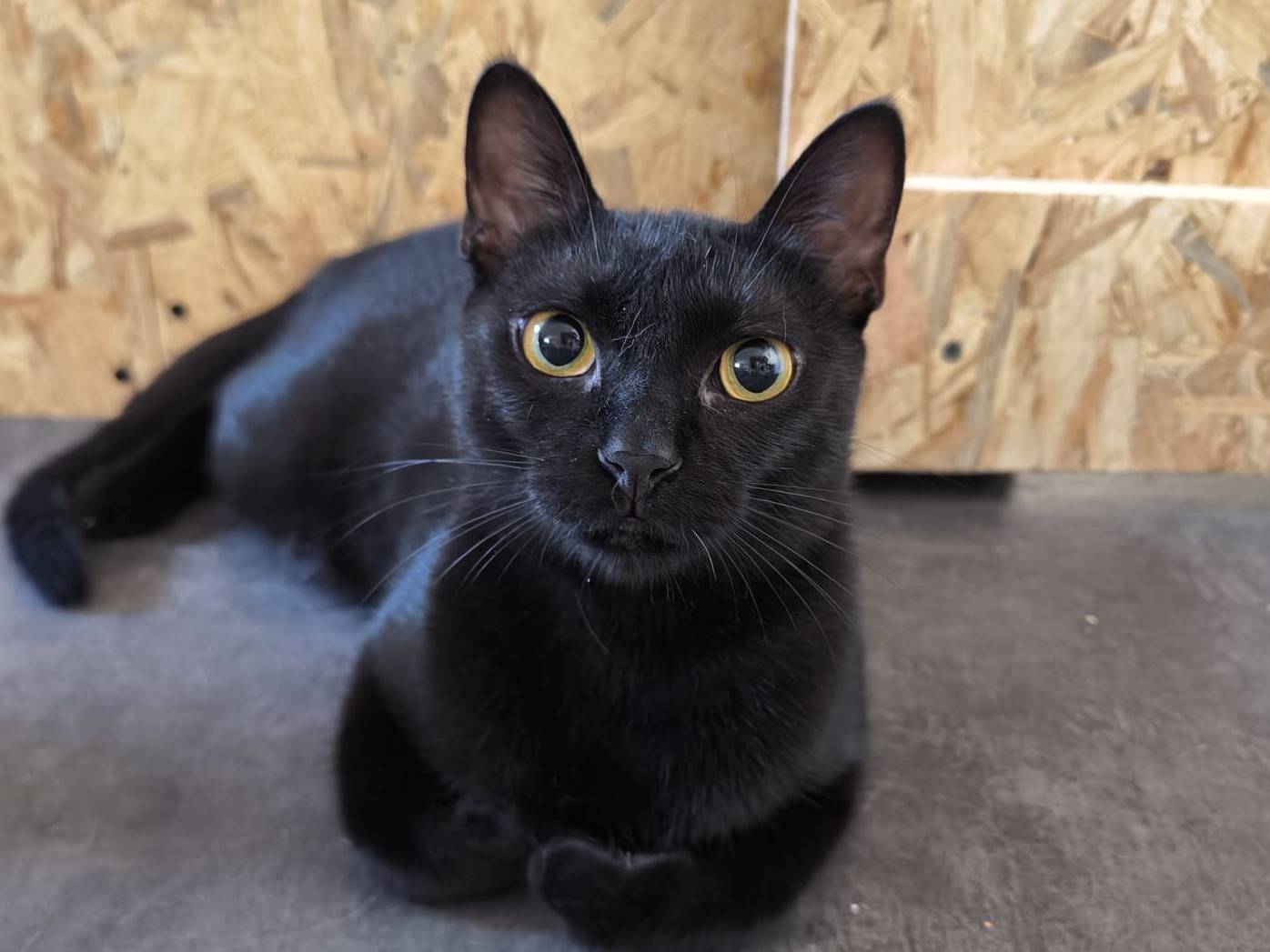 Adozione gatto, femmina, Razza sconosciuta Razza sconosciuta, 1 anno e 2 mesi, taglia non valida, Bari
