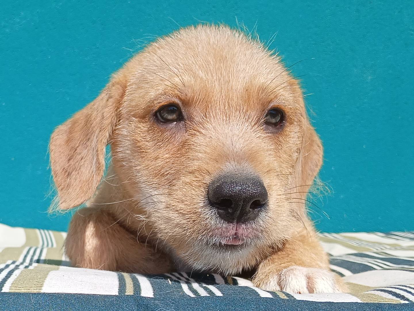 Adotta un cane, maschio, 2 mesi, Bergamo