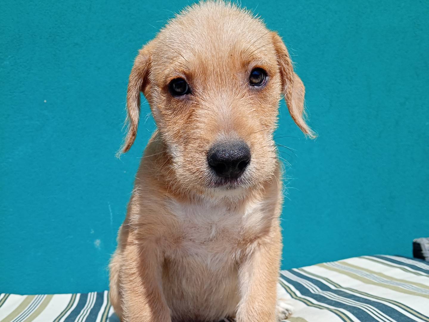 Adozione cane, maschio, Spinone Razza sconosciuta, 2 mesi, taglia media, Bergamo