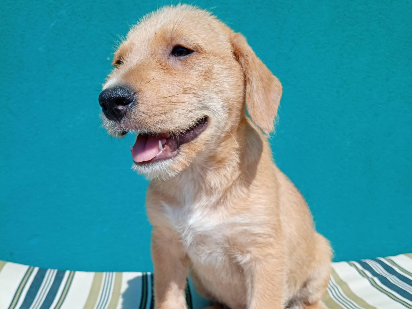 Adotta un cane, taglia media, maschio, Bergamo