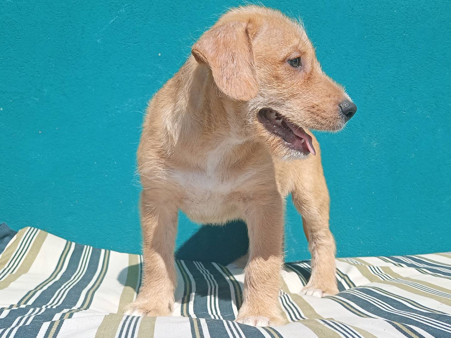Vuoi adottare un cane a Bergamo?