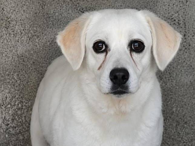 Adotta un cane, femmina, 14 anni e 1 mese, Asti