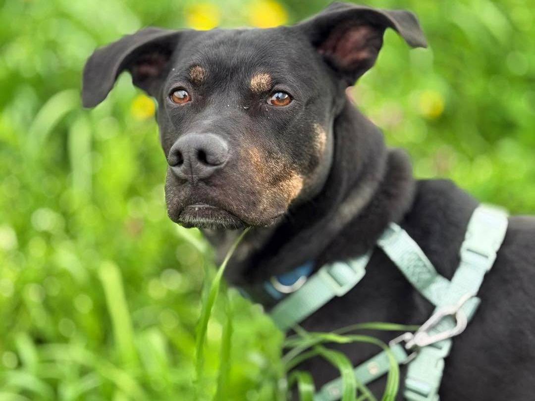 Adozione cane, maschio, Pointer Bracco, 5 anni e 7 mesi, taglia media, Bergamo