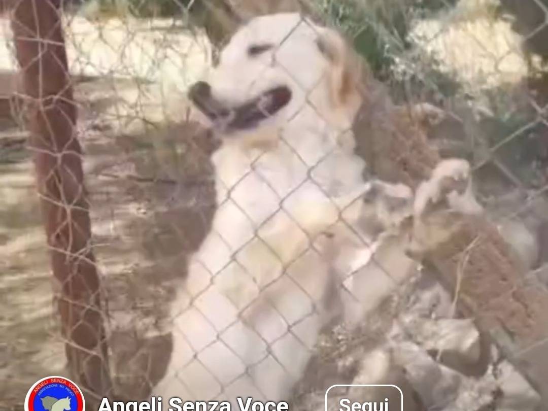 Adotta un cane, taglia media contenuta, femmina, Cagliari