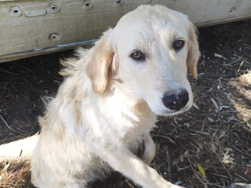 Adozione cane, femmina, Razza sconosciuta Razza sconosciuta, 5 mesi, taglia media contenuta, Cagliari