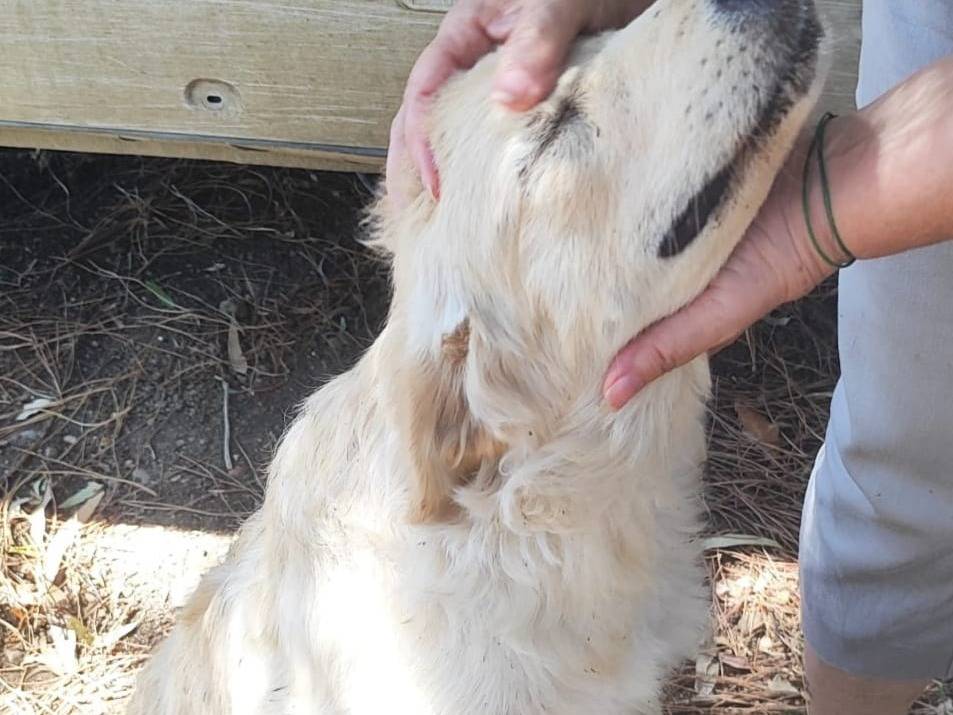 Vuoi adottare un cane a Cagliari?