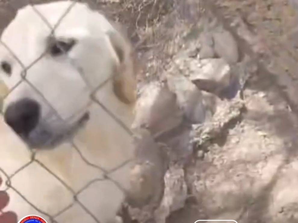 Adotta il cane Vaniglia  a Cagliari