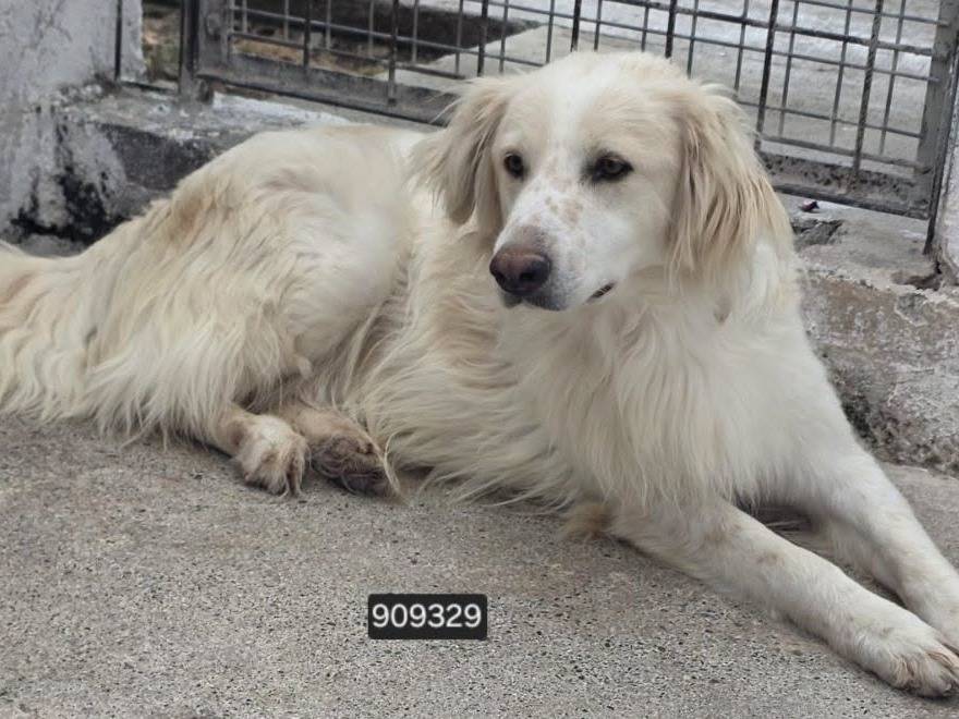 Adozione cane, maschio, Razza sconosciuta Razza sconosciuta, 1 anno e 1 mese, taglia media, Crotone