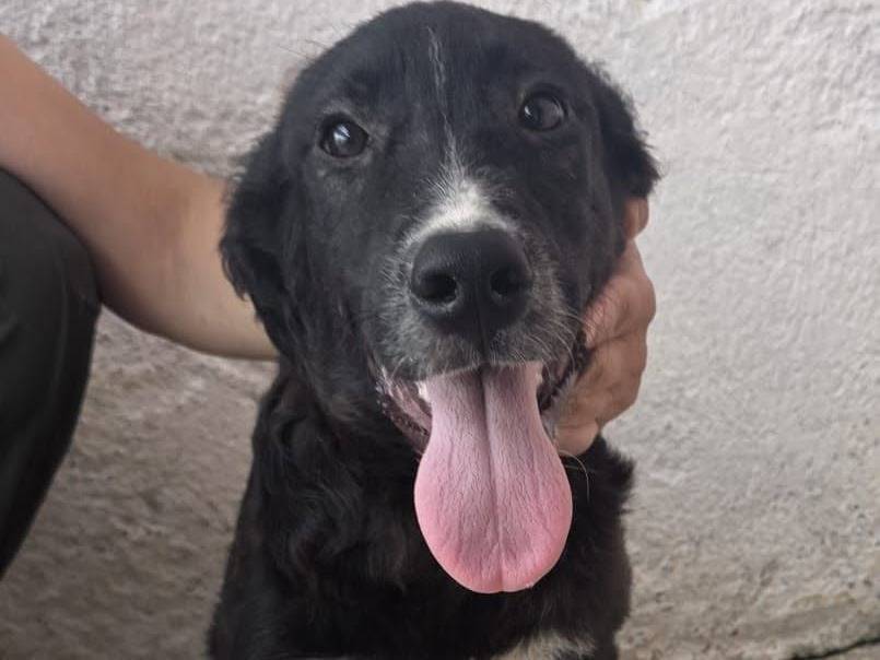 Adozione cane, femmina, Razza sconosciuta Razza sconosciuta, 6 mesi, taglia media contenuta, Crotone