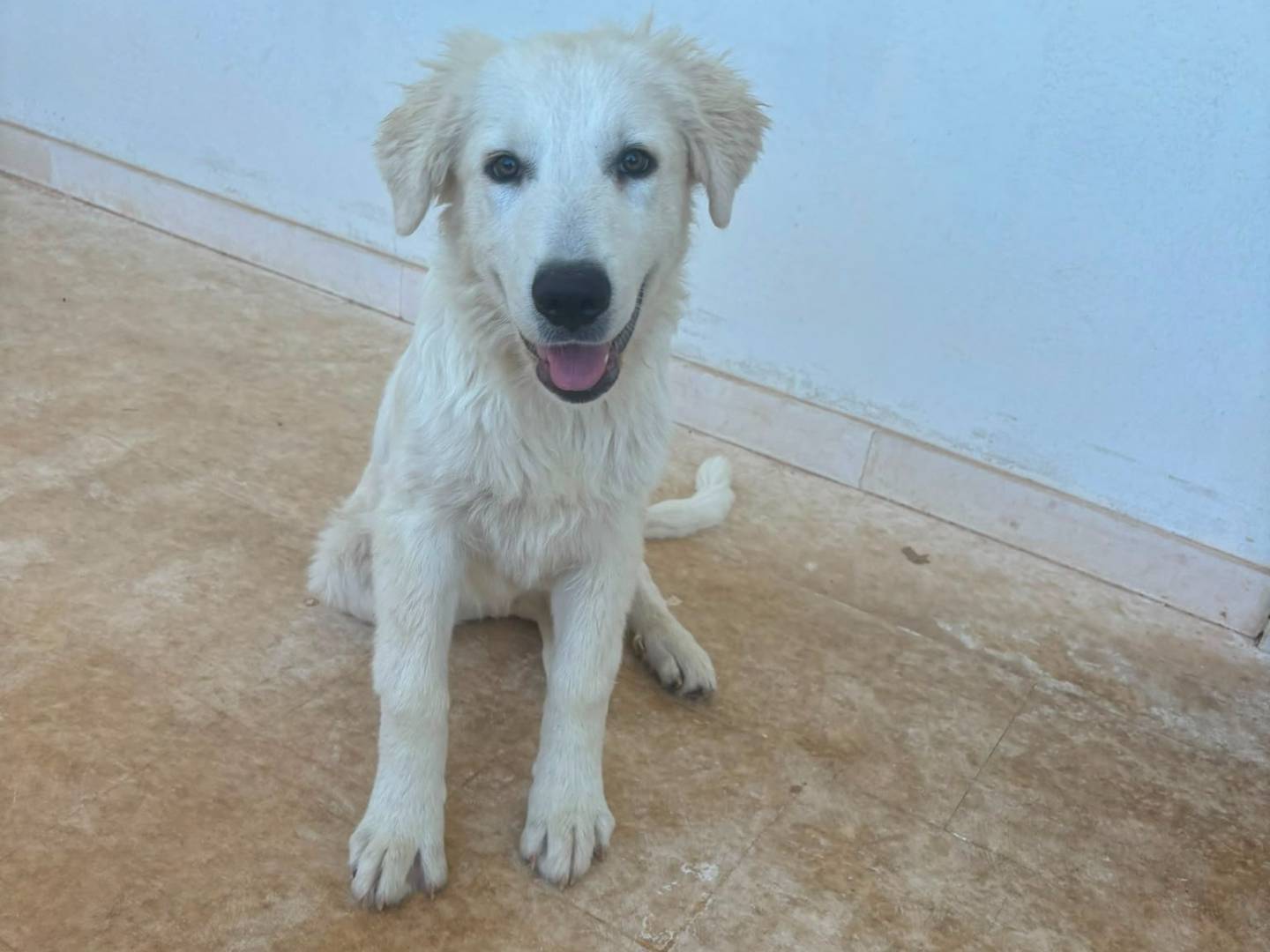 Adozione cane, maschio, Pastore maremmano Razza sconosciuta, 3 mesi, taglia gigante, Bari