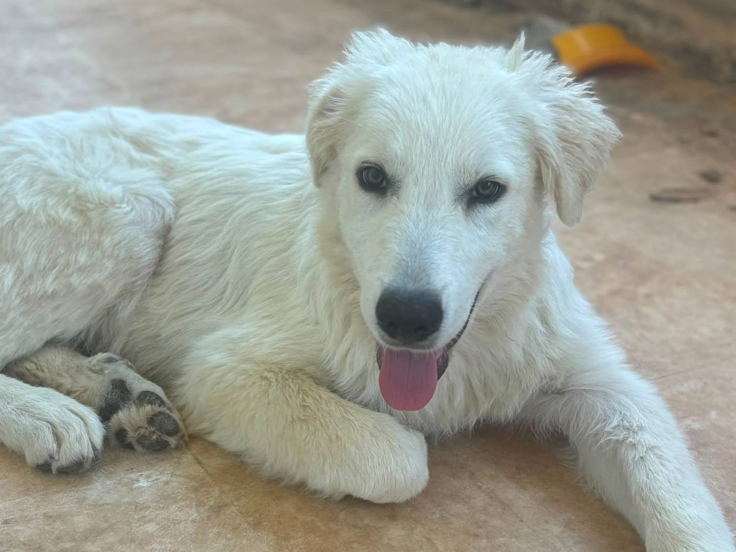 Adotta un cane, maschio, 3 mesi, Bari