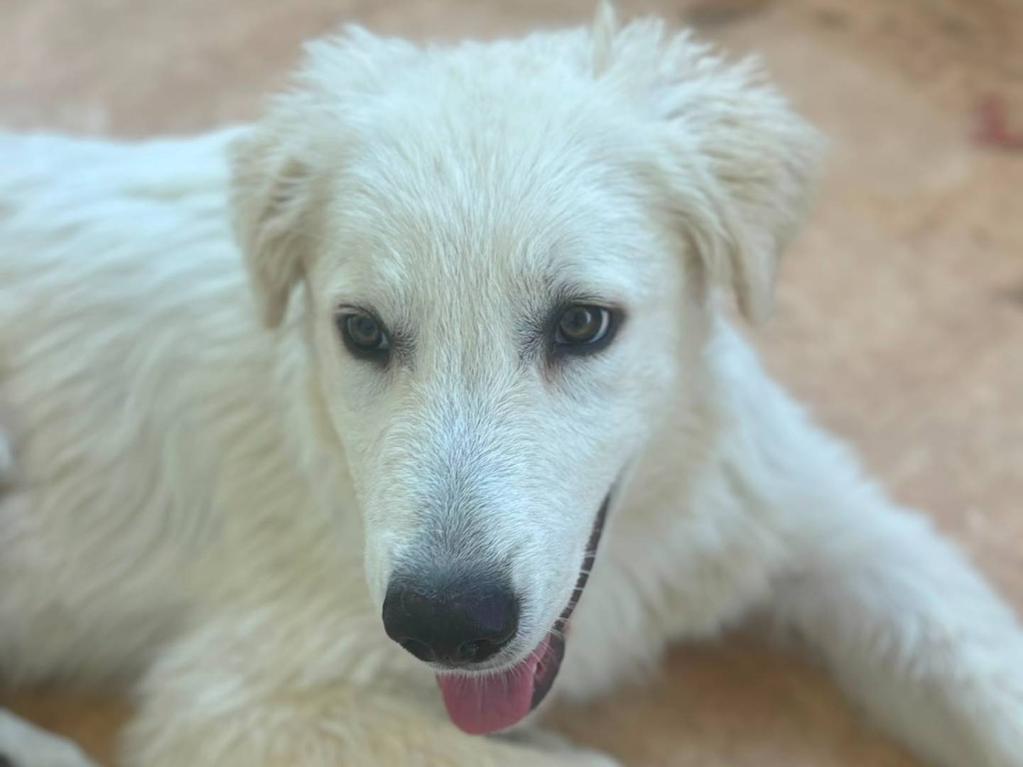 Adotta un cane, taglia gigante, maschio, Bari