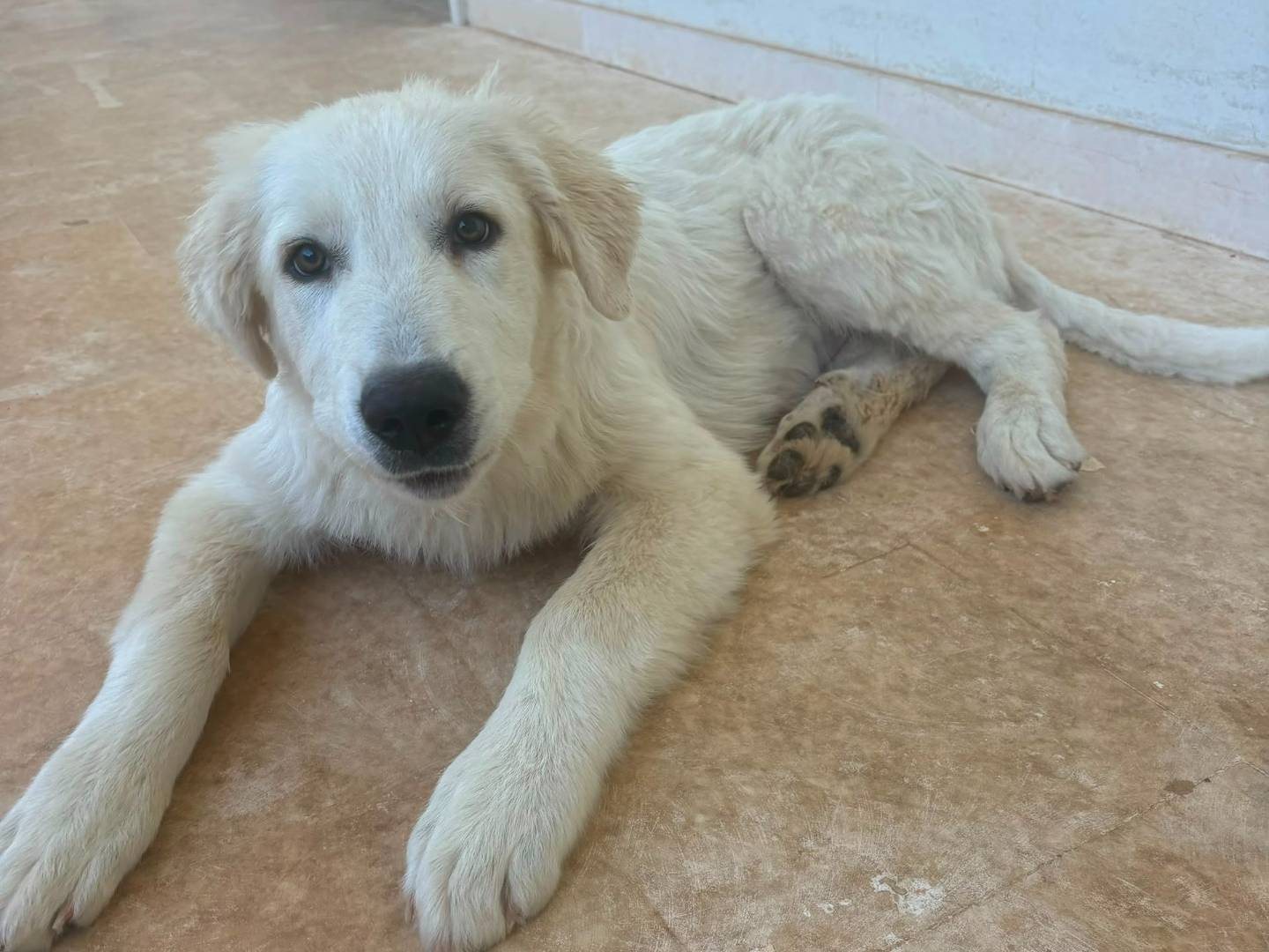 Vuoi adottare un cane a Bari?
