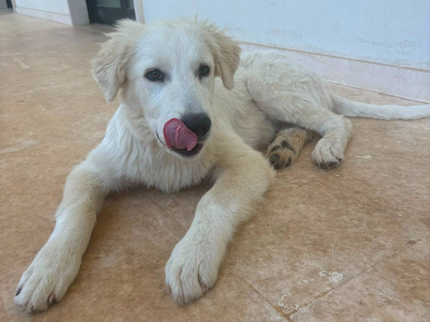 Adotta il cane Mojito a Bari